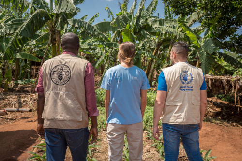 Työntekijät eri humanitaarisista järjestöistä työskentelemässä yhdessä. Kuva: WFP/Giulio d'Adamo